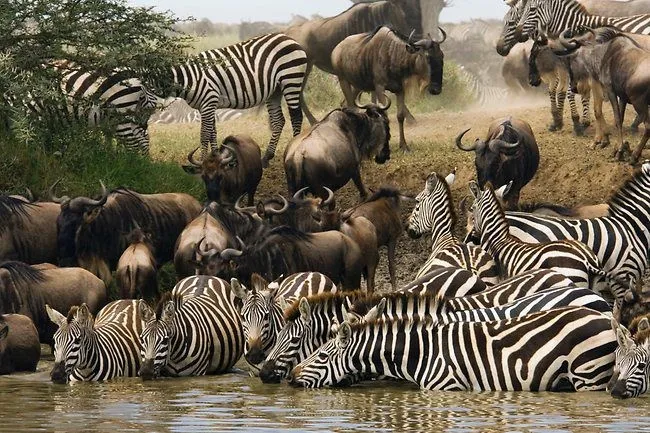 The Great Migration Serengeti